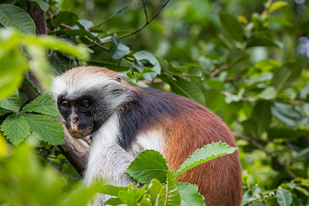 istock Endangered Zanzibar red colobus monkey (Procolobus kirkii), Joza 535915249