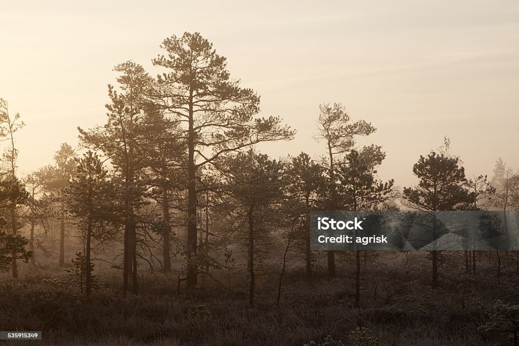 Small pine trees Small pine trees in misty sunrise in a marsh 2015 Stock Photo