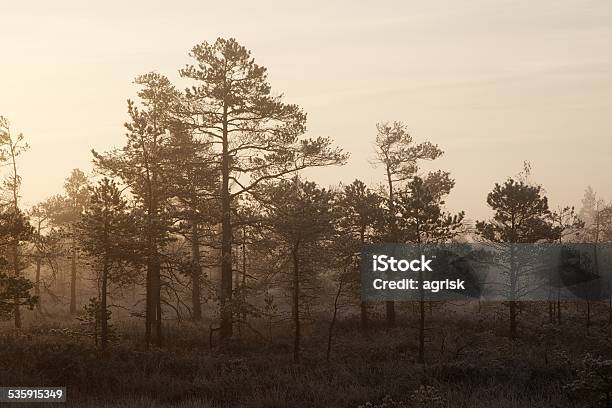 Small Pine Trees Stock Photo - Download Image Now - 2015, Dawn, Eastern Europe