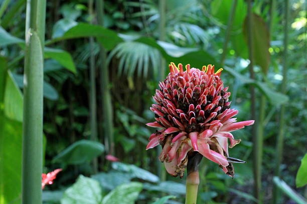 rose de porcelaine - torch ginger photos et images de collection