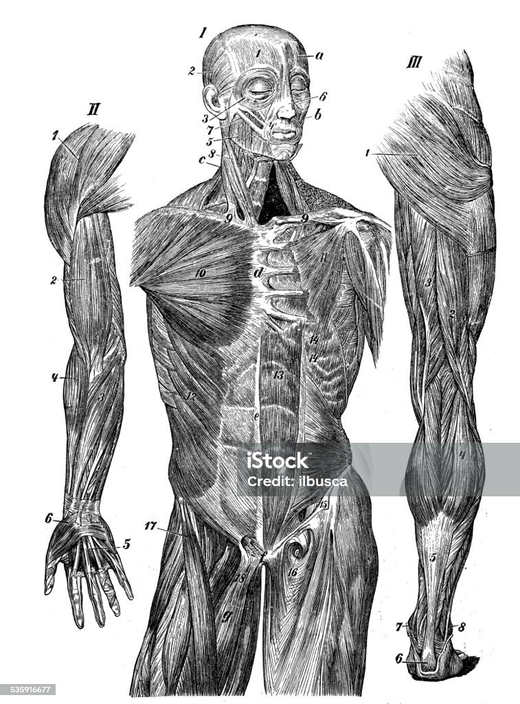 Antique medical scientific illustration high-resolution: muscles Muscular Build stock illustration