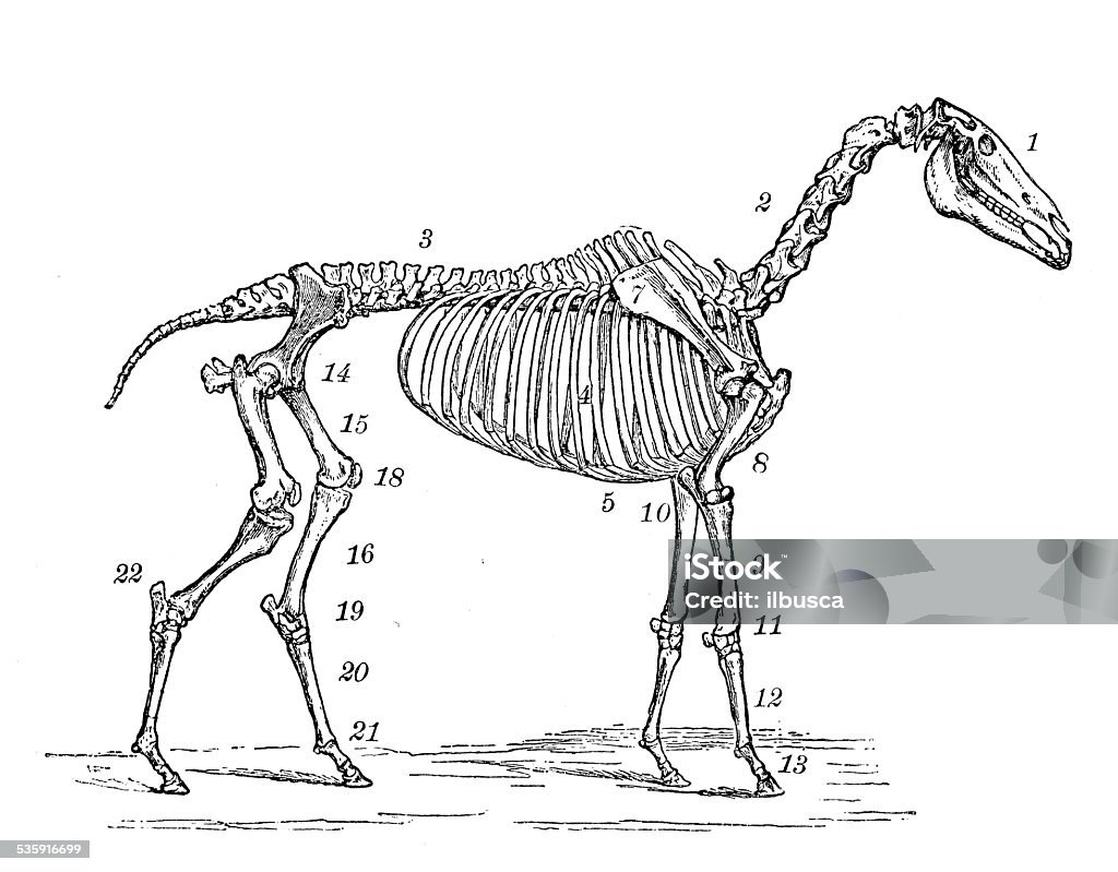 Antique medical scientific illustration: horse skeleton 19th Century Style stock illustration