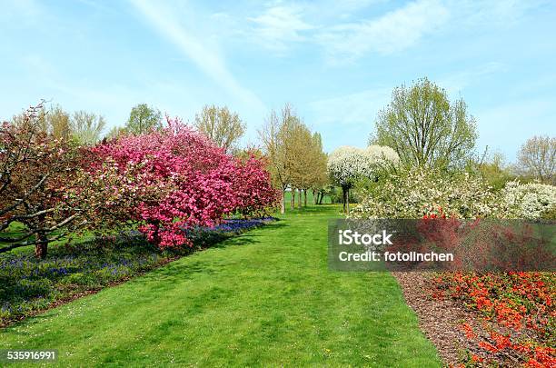 Frühling Eindruck Stockfoto und mehr Bilder von 2015 - 2015, Apfelbaum, Baum