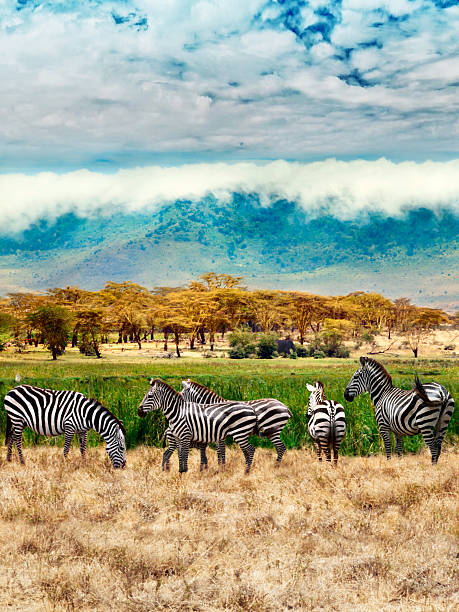 istock Zebras of Ngorongoro crater 535917113