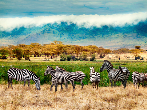 Cráter Zebras de Ngorongoro photo