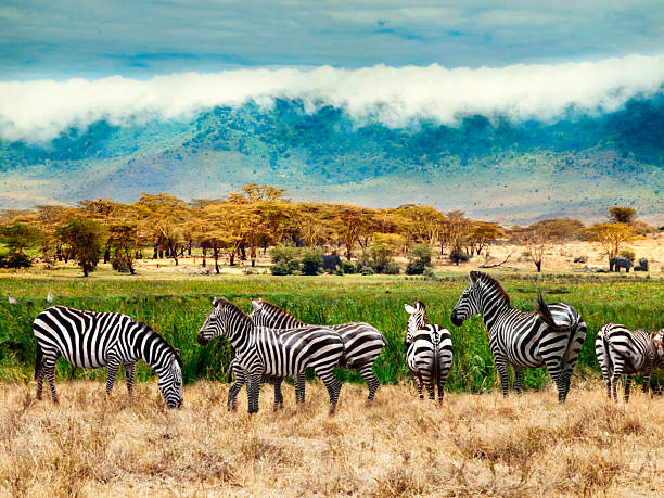 zebras de ngorongoro cratera - lake manyara national park - fotografias e filmes do acervo