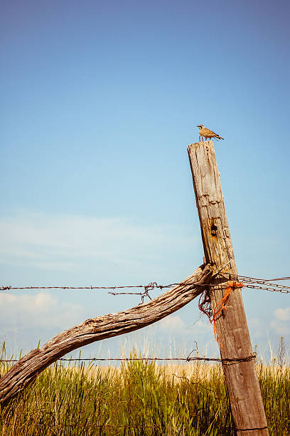 istock Montana Meadowlark on a fencepost singing 535917963