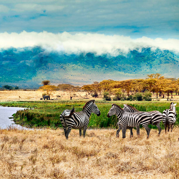 istock Zebras of Ngorongoro crater 535918325
