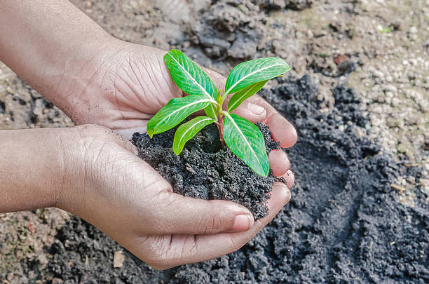istock child hand holding a fresh young plant. 535918395