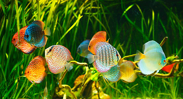 Symphysodon discus Symphysodon discus in an aquarium on a green background discus fish stock pictures, royalty-free photos & images