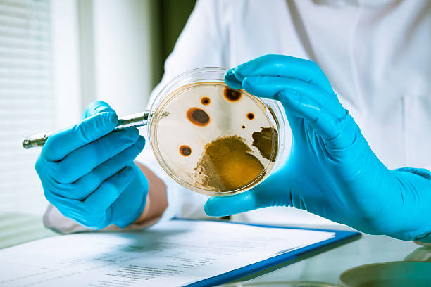 agar płyta z rozwojem zarazki - petri dish bacterium micro organism fungus zdjęcia i obrazy z banku zdjęć