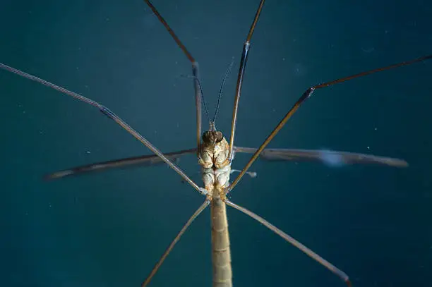 A macro shot of a crane fly (daddy-long-legs)