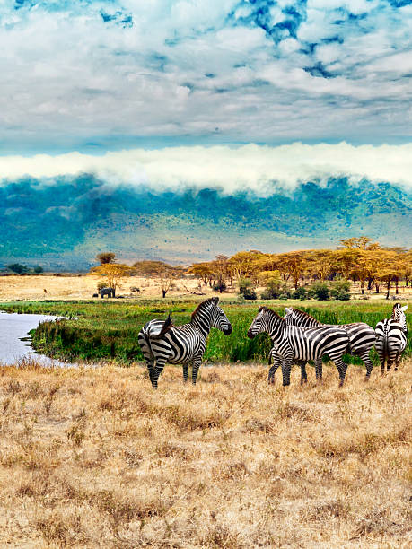 istock Zebras of Ngorongoro crater 535932015
