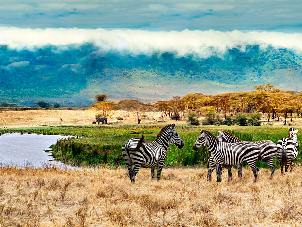 istock Zebras of Ngorongoro crater 535932017