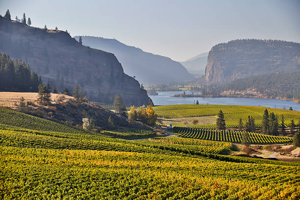 istock vineyard okanagan valley mcintyre bluff vasuex lake 535932027