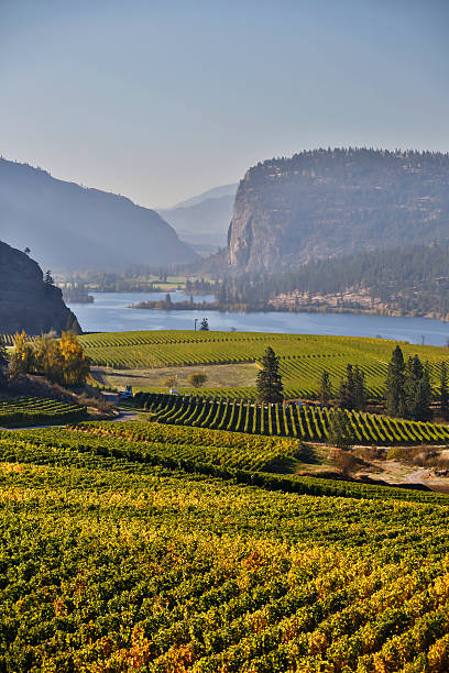 istock vineyard okanagan valley mcintyre bluff vasuex lake 535932029