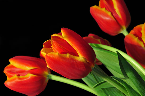 istock bunch of red tulips 535932383