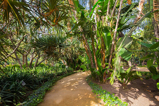 istock tropical park with palm trees, banana trees and other 535933475