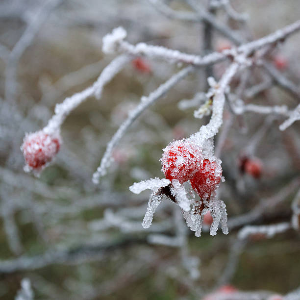 istock Rose-hip berries covered with frozen ice crystals 535933503