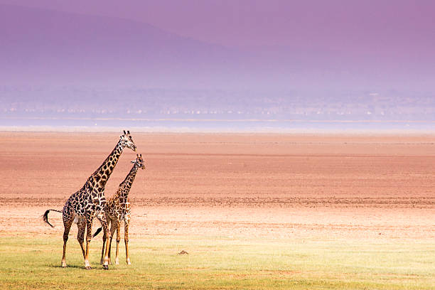 girafes dans le parc national du lac manyara, tanzanie - lake manyara national park photos et images de collection