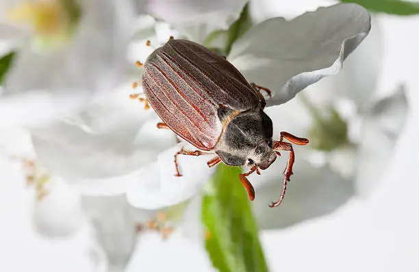 Maybug beetle (Cotinis nitida) on apple white flower