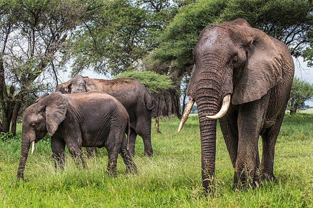 African elephants walking in savannah in the Tarangire National African elephants walking in savannah in the Tarangire National Park, Tanzania serengeti elephant conservation stock pictures, royalty-free photos & images