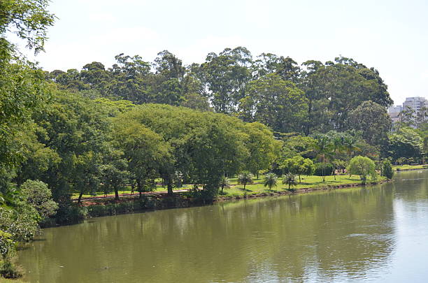istock Florest and Lake, in Ibirapuera Park 535935299