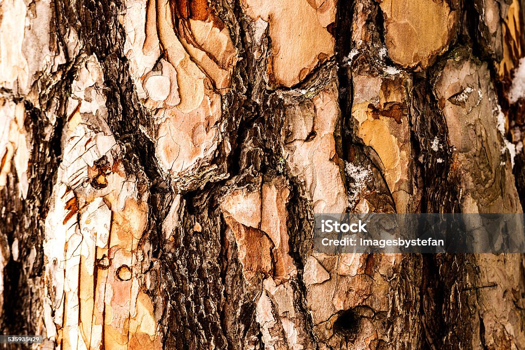 Beautiful bark pattern for background Beautiful bark pattern for background, close up of bark on pine tree 2015 Stock Photo