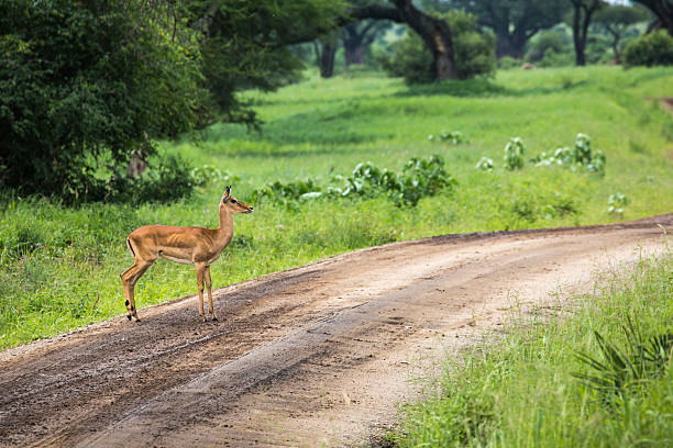 istock Female impala with young impala. Tarangire National Park - Wildl 535935569