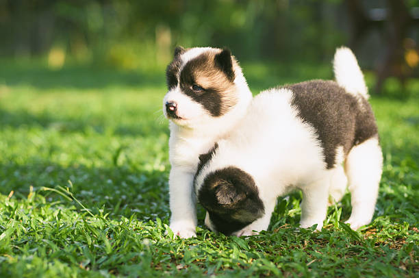 istock Dog and puppies 535935637
