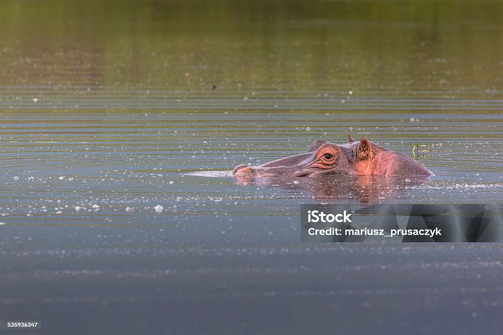 Hippopotamus in Ngorongoro Crater, Nature Reserve in Tanzania, E Hippopotamus in Ngorongoro Crater, Nature Reserve in Tanzania, East Africa Lake Manyara National Park Stock Photo