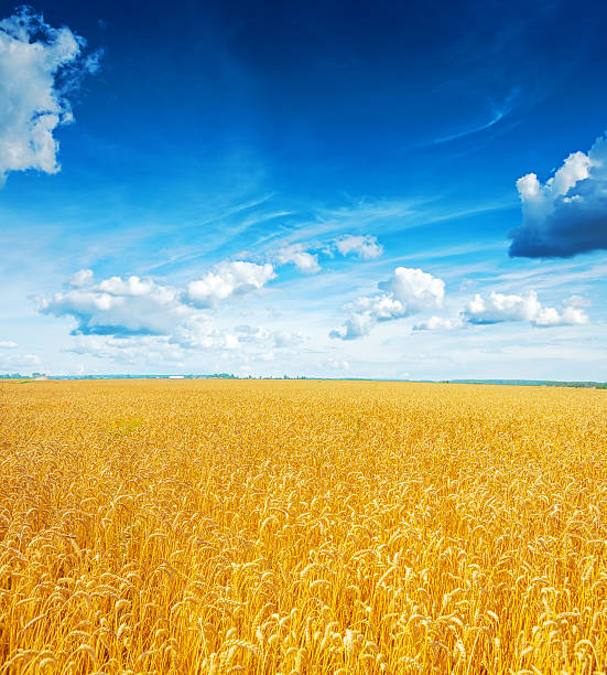 istock beatiful view on field of wheat and blue cloudy sky 535936969