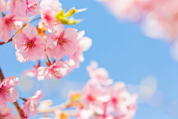 Pink Cherry Blossoms in Spring pink cherry blossoms against clear blue sky. fruit tree flower sakura spring stock pictures, royalty-free photos & images