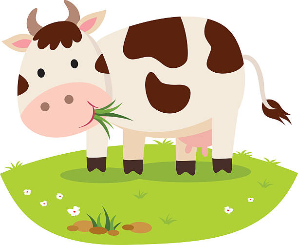 ilustraciones, imágenes clip art, dibujos animados e iconos de stock de vaca comer hierba. ganado de pastoreo. - dibujo-de-vaca