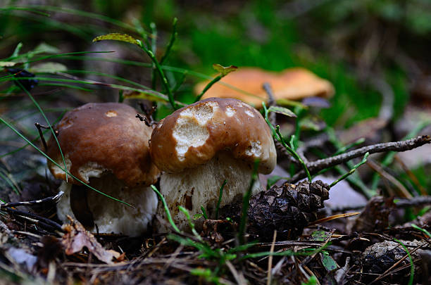 istock two porcini mushrooms in autumn 535938377