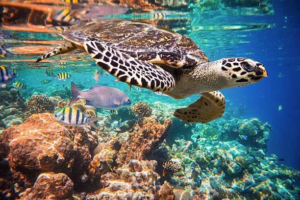 tortuga de carey (hawksbill turtle)-eretmochelys imbricata - hawksbill turtle fotografías e imágenes de stock