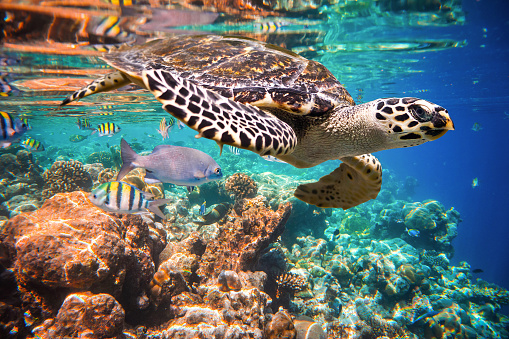 The hawksbill sea turtle (Eretmochelys imbricata) in Little Cayman - Cayman Islands