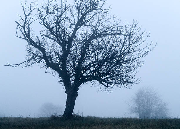 Fruit trees in the fog