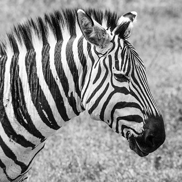 istock Zebra in National Park. Africa, Kenya 535940287