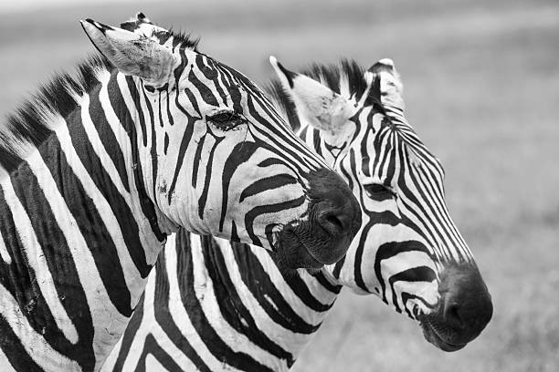 zebra 에서 국립 공원. 아프리카, 케냐 - burchellii 뉴스 사진 이미지