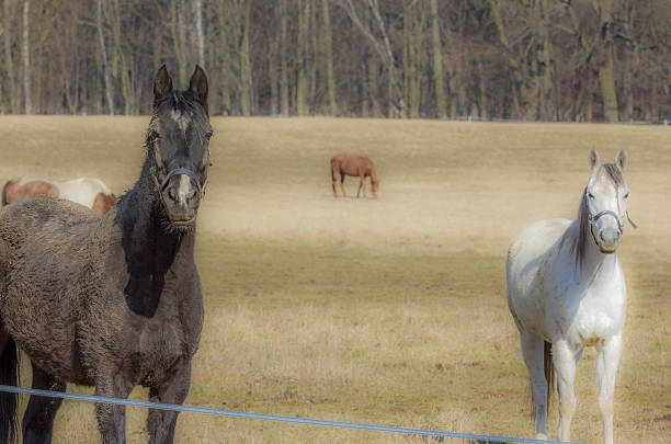 Filtered, softened image of two horses, black and white, standung on the pasture