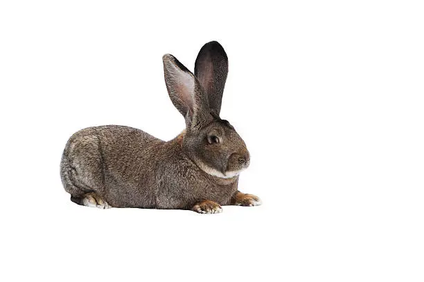 Photo of Purebred rabbit Belgian Giant on white background