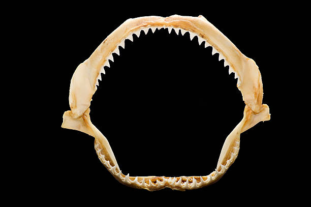 istock skeleton of a shark's mouth 535942245