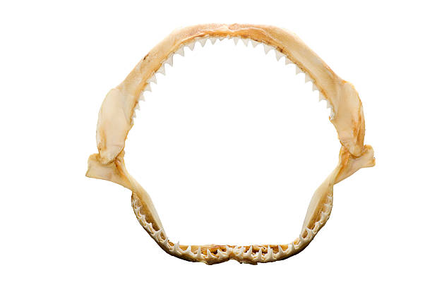 istock skeleton of a shark's mouth 535942259
