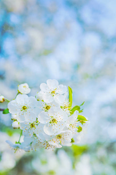 istock little branch of blossoming cherry tree on blurred background in 535942553