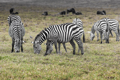 Impala's en een steppezebra in het Etosha Nationaal Park in Namibië\n\nHet  in 1907 gestichte Nationaal Park Etosha in Namibië is een van de grootste natuurparken van zuidelijk Afrika.