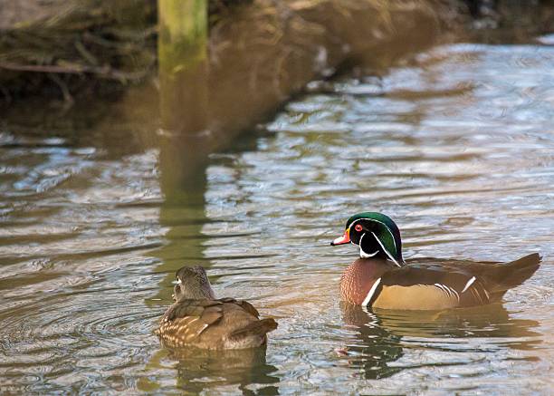 karolinka (aix sponsa) - duck pond mandarin red zdjęcia i obrazy z banku zdjęć