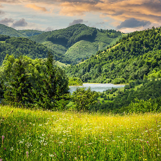 istock pine trees near meadow in mountains 535964755
