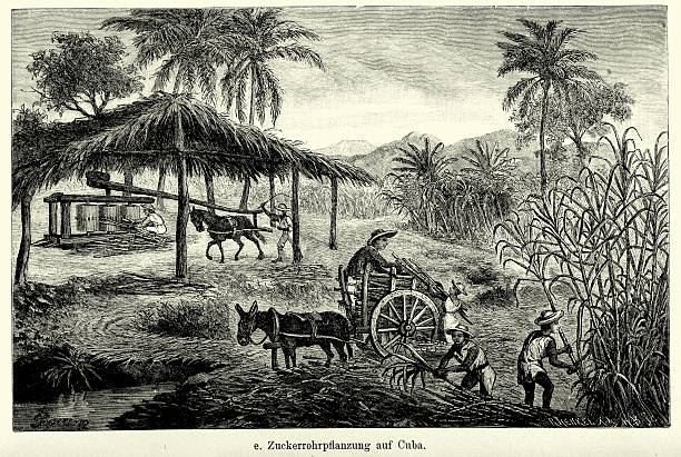 xix wieku kuba-trzcina cukrowa plantation - cuban ethnicity illustrations stock illustrations