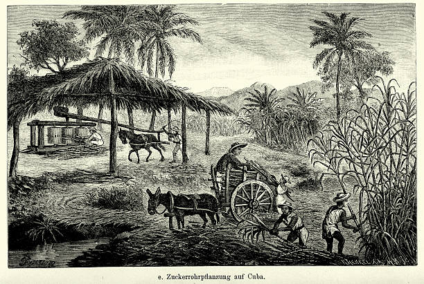 с 19-го века куба-сахарный тростник плантация - cuban ethnicity illustrations stock illustrations